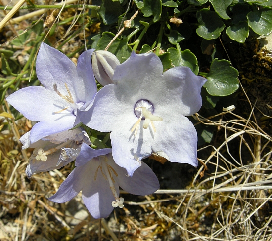 Campanula fragilis subsp. cavolinii / Campanula napoletana